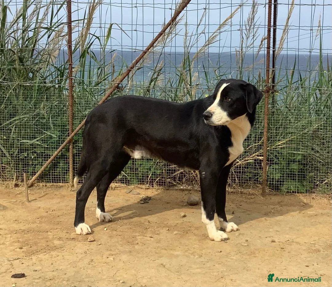 Meticcio cani in regalo: Leo giovane cagnolone in cerca di casa  a Città metropolitana di Milano - Annuncio 3