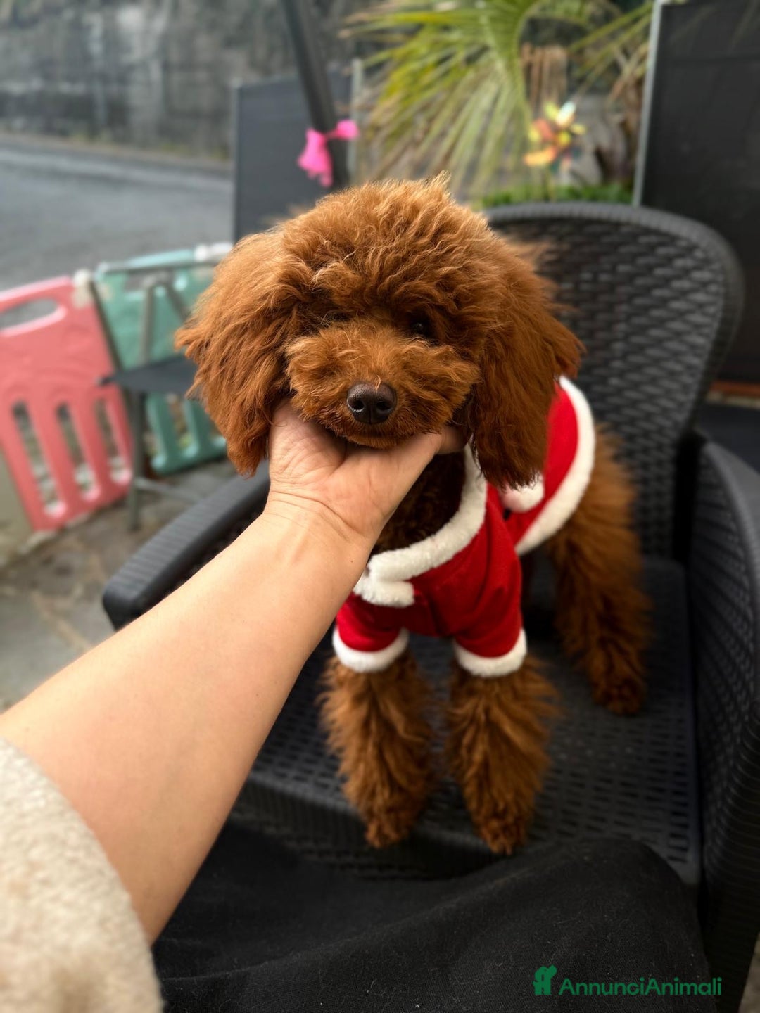 Barboncino Toy cani in vendita: Barboncino nano  - Annuncio 5