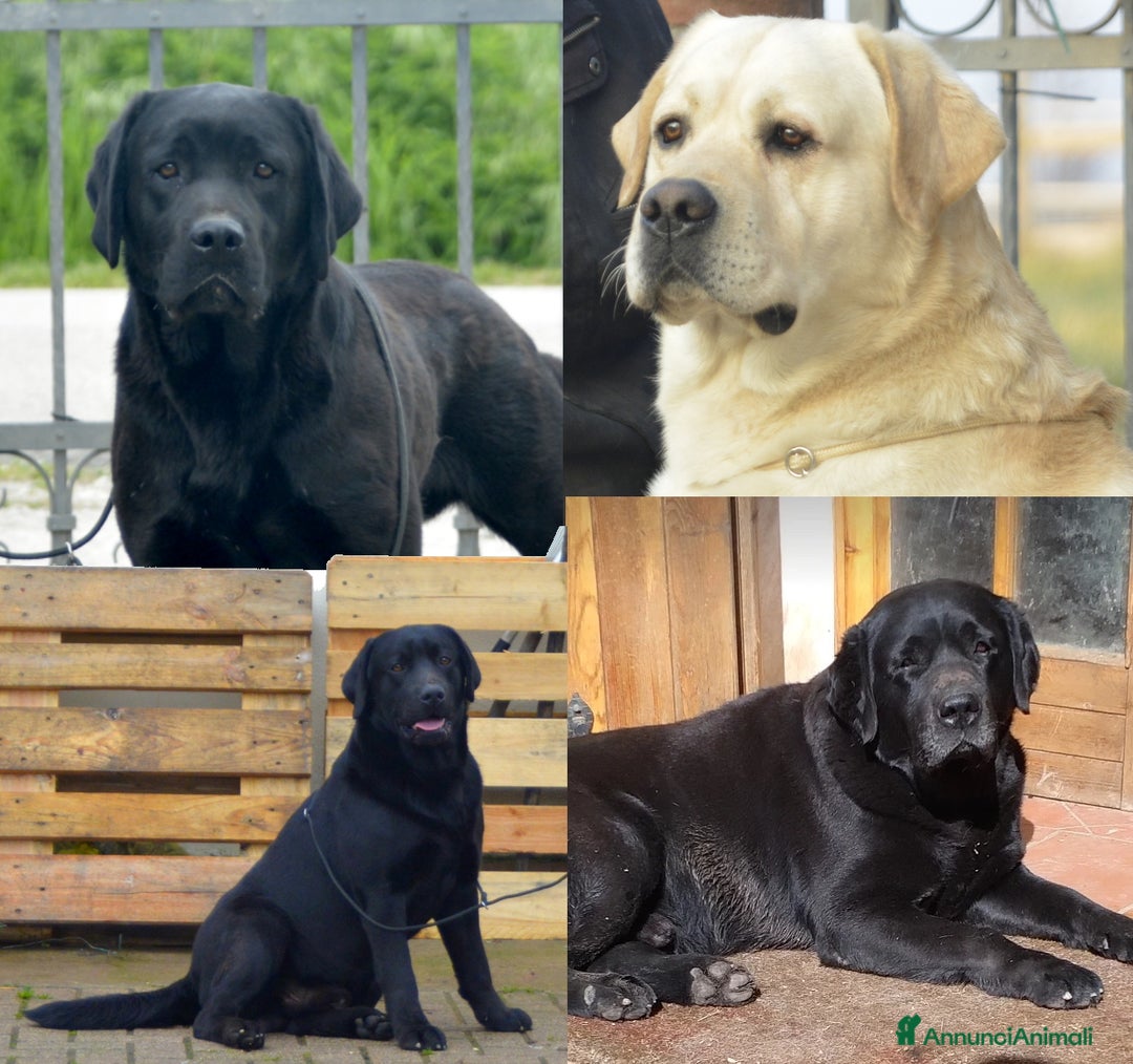 Labrador cani per accoppiamento: Stalloni di Labrador disponibili per monte a Provincia di Vicenza - Annuncio 1