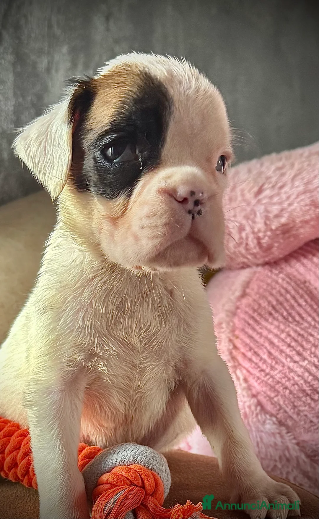 Boxer cani in vendita: CUCCIOLE DI BOXER  - Annuncio 10