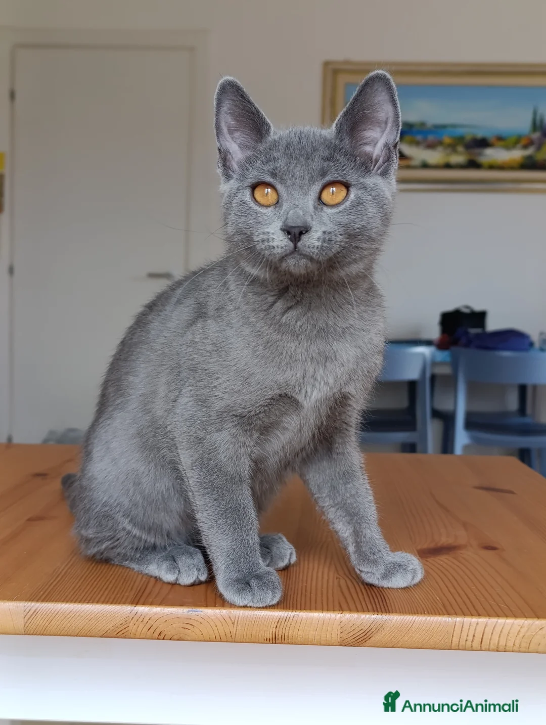 Certosino gatti in vendita: Certosina di alta genealogia Pedigree Anfi a Città metropolitana di Roma Capitale - Annuncio 4