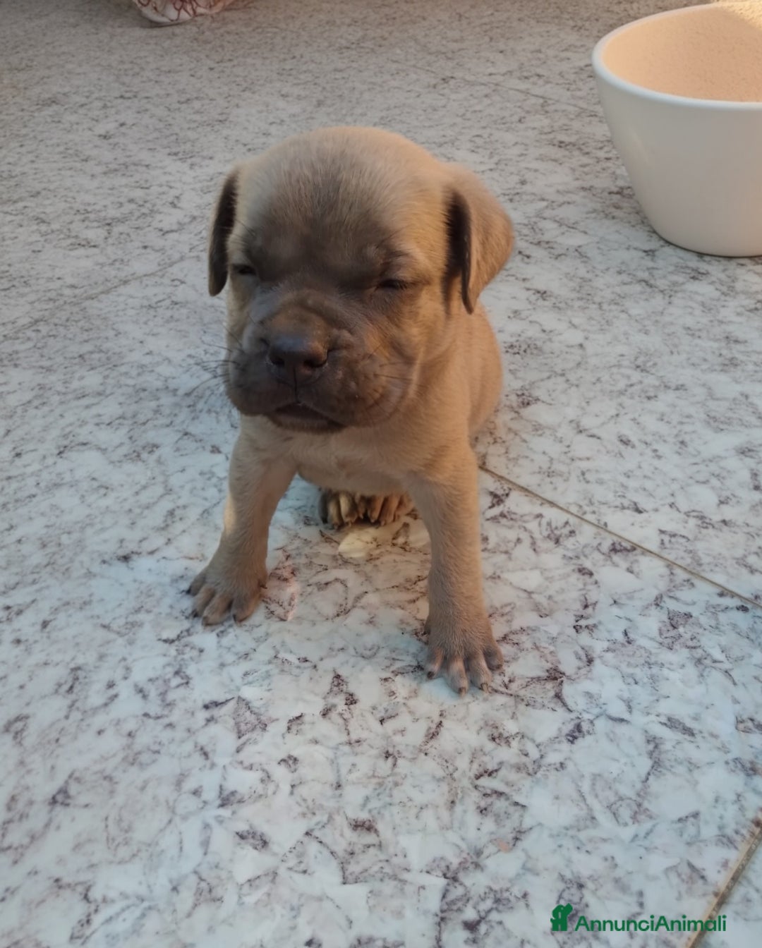 Cane Corso cani in vendita: ​Cane Corso Cuccioli,Pronti per la prenotazione. - Annuncio 7