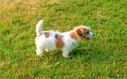 Jack Russell cani in vendita: Maschietti 4 mesi  a Provincia di Varese - Immagine 2