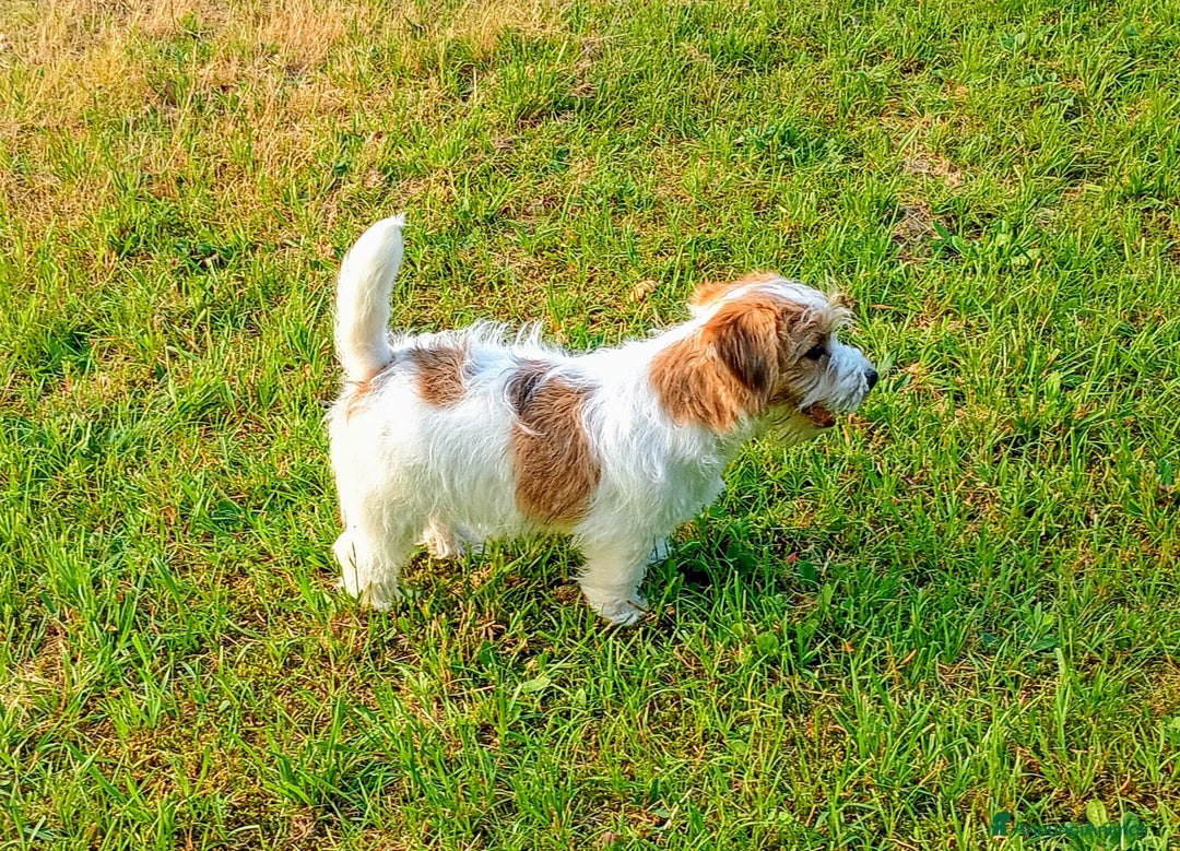 Jack Russell cani in vendita: Maschietti 4 mesi  a Provincia di Varese - Immagine 2