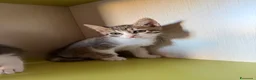 Europeo gatti in regalo: Gattini trovatelli  - Annuncio 3