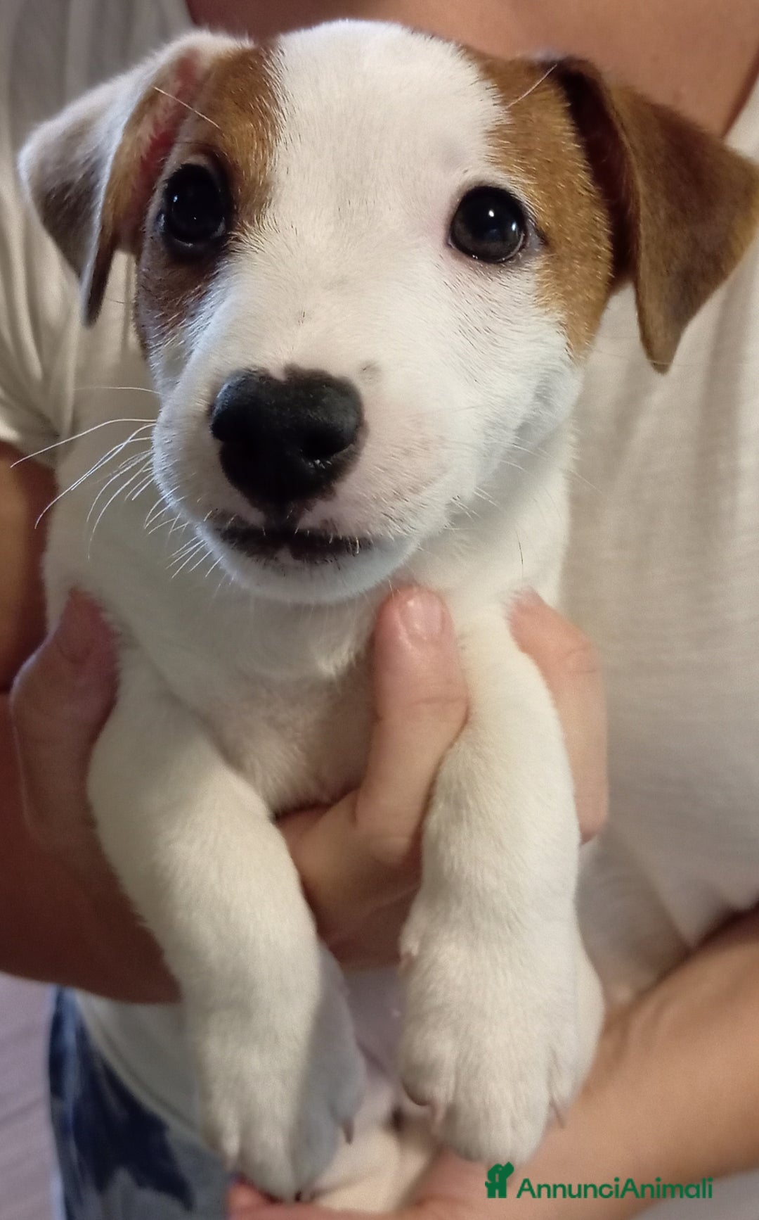 Jack Russell cani in vendita: Jack Russell Terrier maschi a Provincia di Ravenna - Immagine 6