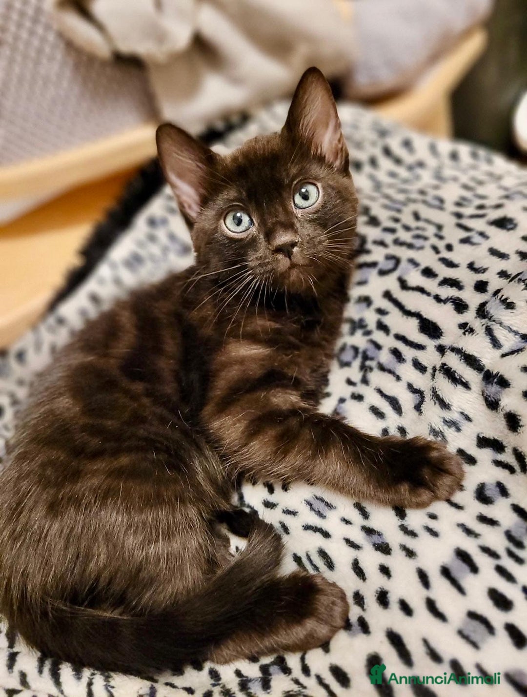 Bengala gatti in vendita: Bellissimi cuccioli di bengala  - Annuncio 6