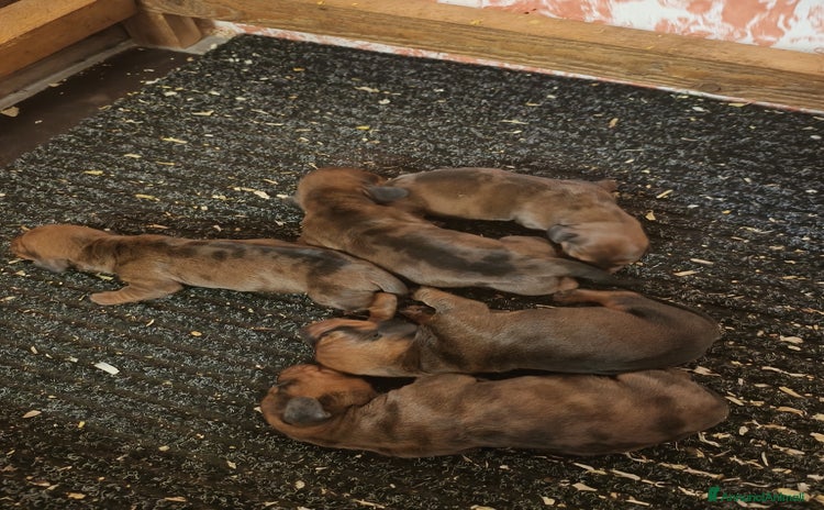 Bassotto cani a Provincia di Mantova - Annuncio 1