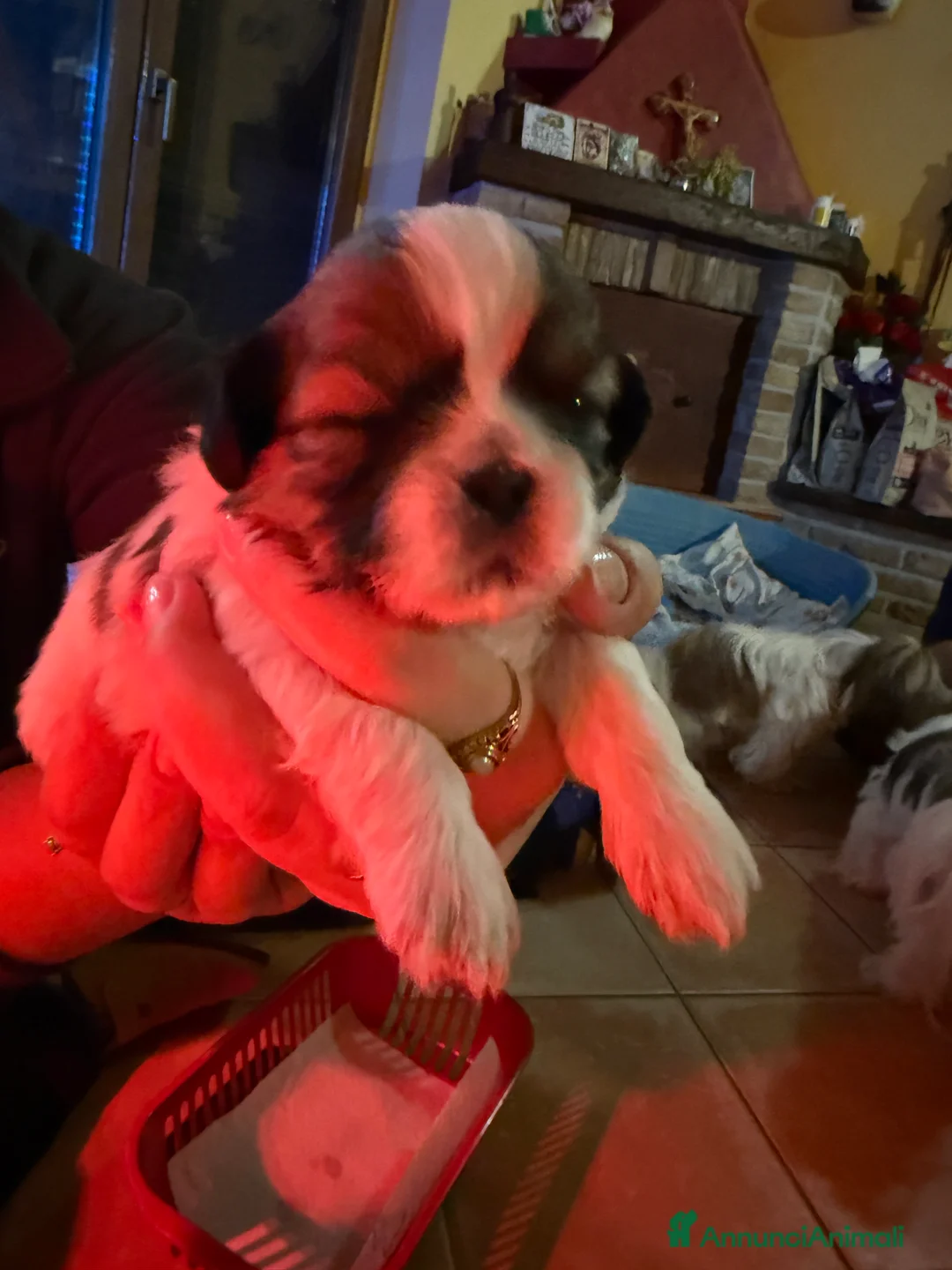 Shih Tzu cani in vendita: Vendita cuccioli Shih Tzu - Annuncio 7