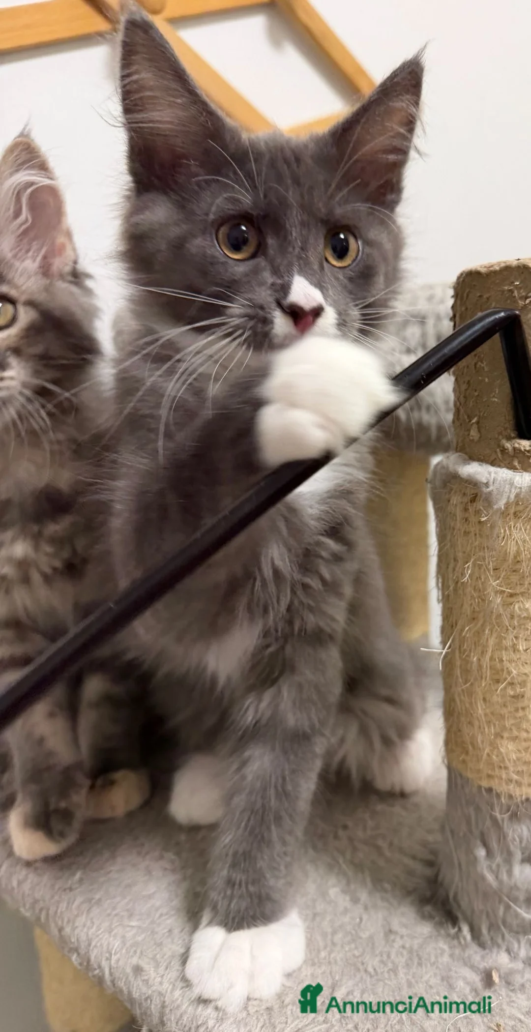 Maine Coon gatti in vendita: Maine coon con pedigree - Annuncio 2