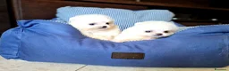 Spitz cani in vendita: Spitz di Pomerania NANO  - Annuncio 10