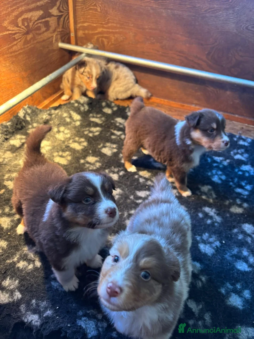 Australian Shepherd cani in vendita: cucciolini - Annuncio 14