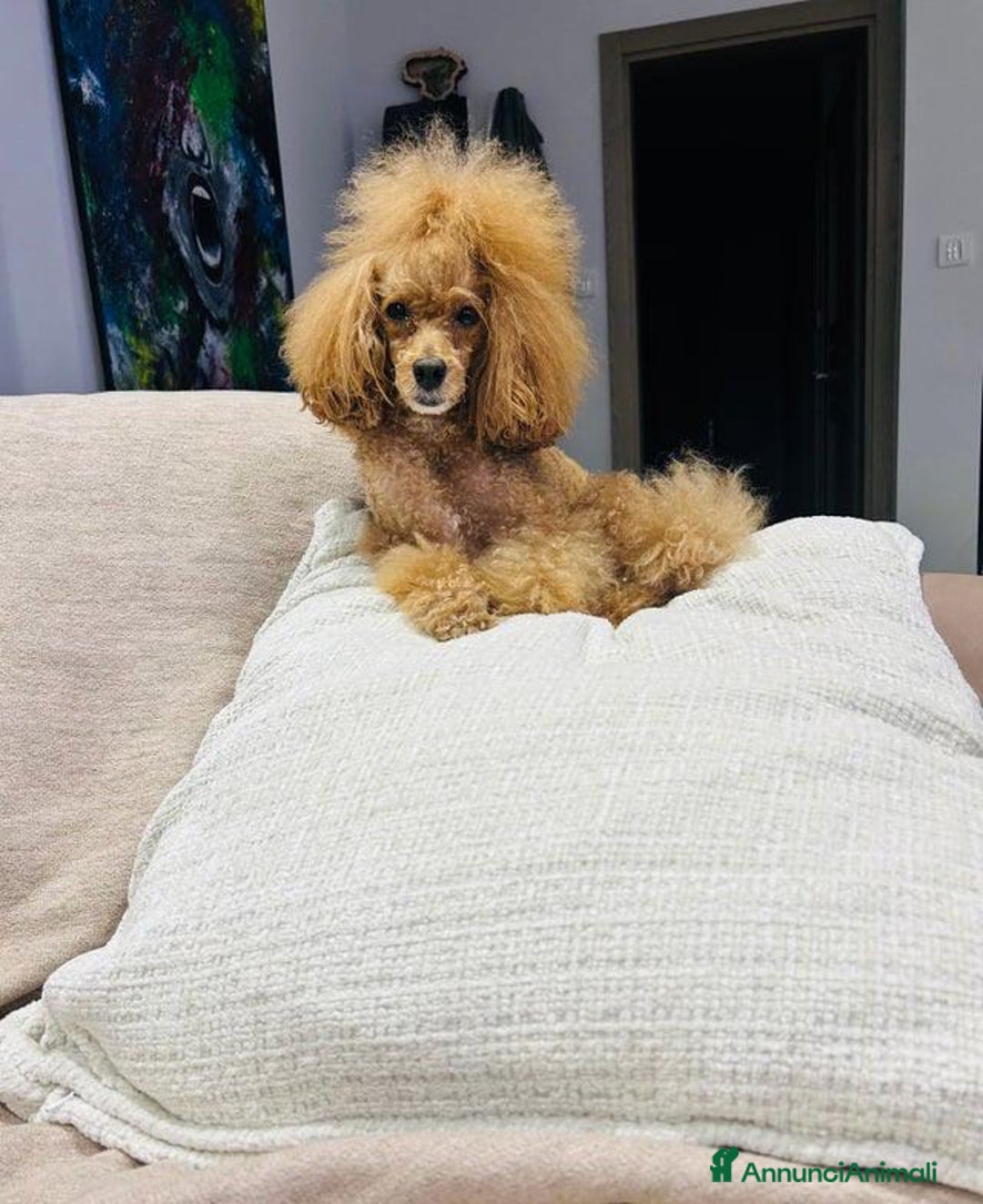 Barboncino Toy cani in vendita: Barboncino Toy - Annuncio 9