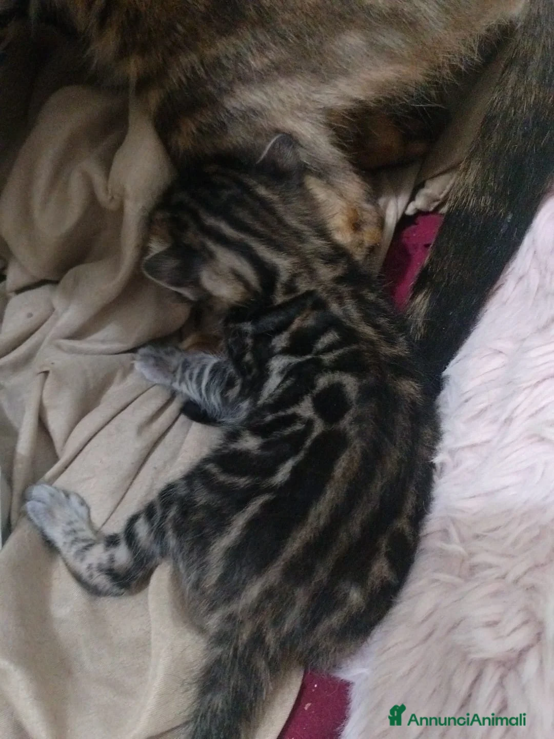 Bengala gatti in vendita: 7 Bengala#pedegree -30%sul 2°cucciolo#breeding - Annuncio 9