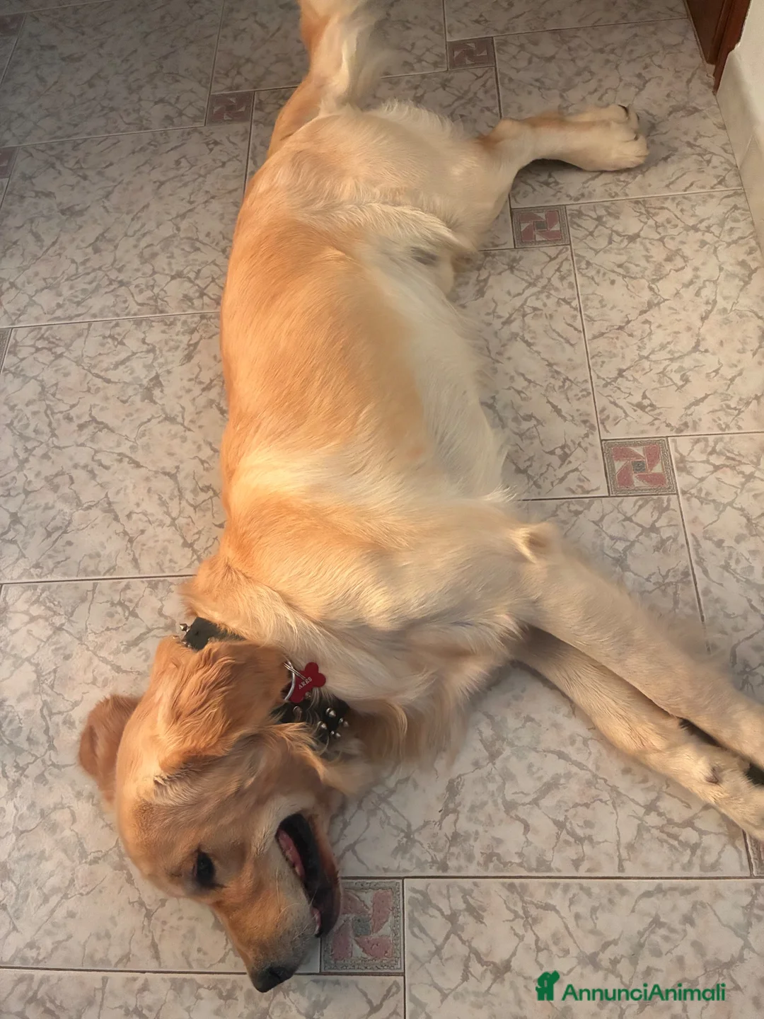 Golden Retriever cani per accoppiamento: Ares golden Retriever, un anno e cinque  a Provincia di Asti - Annuncio 5