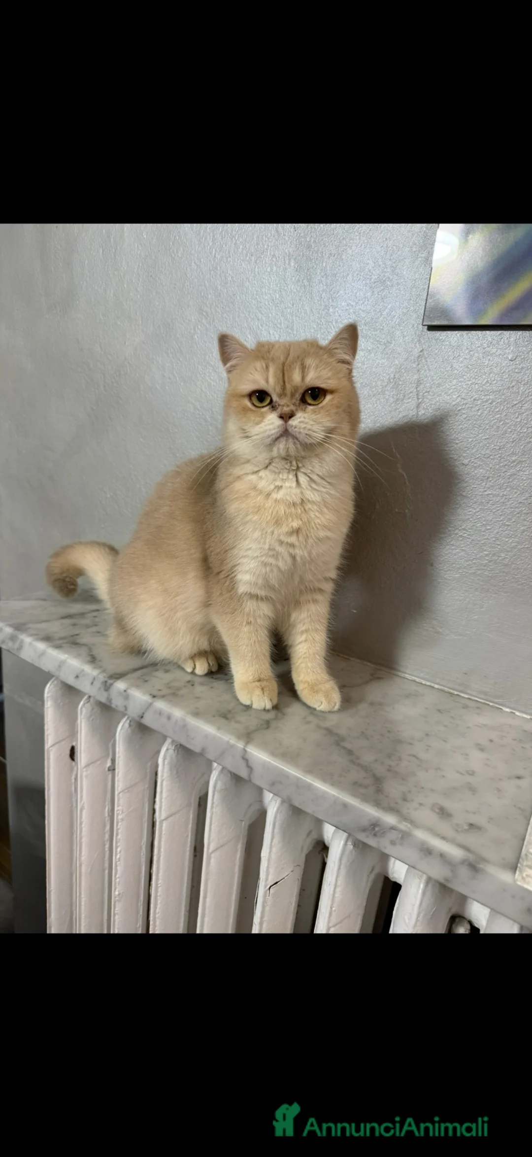 British gatti in vendita: British Golden femmina  - Annuncio 2
