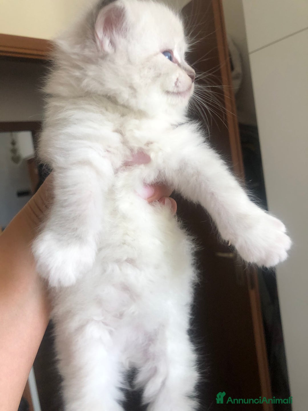 Siberiano gatti in vendita: Cuccioli di Gatto Siberiano Ipoallergenico a Provincia di Varese - Immagine 4