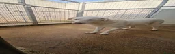 Meticcio cani in regalo: Chiara: giovane, socievole ed equilibrata - Annuncio 18