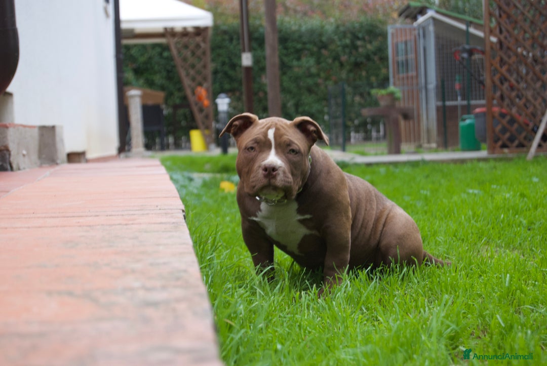 American Bully cani in vendita: American Bully Poket - Annuncio 5