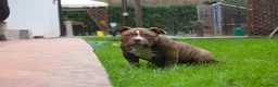 American Bully cani in vendita: American Bully Poket - Annuncio 5