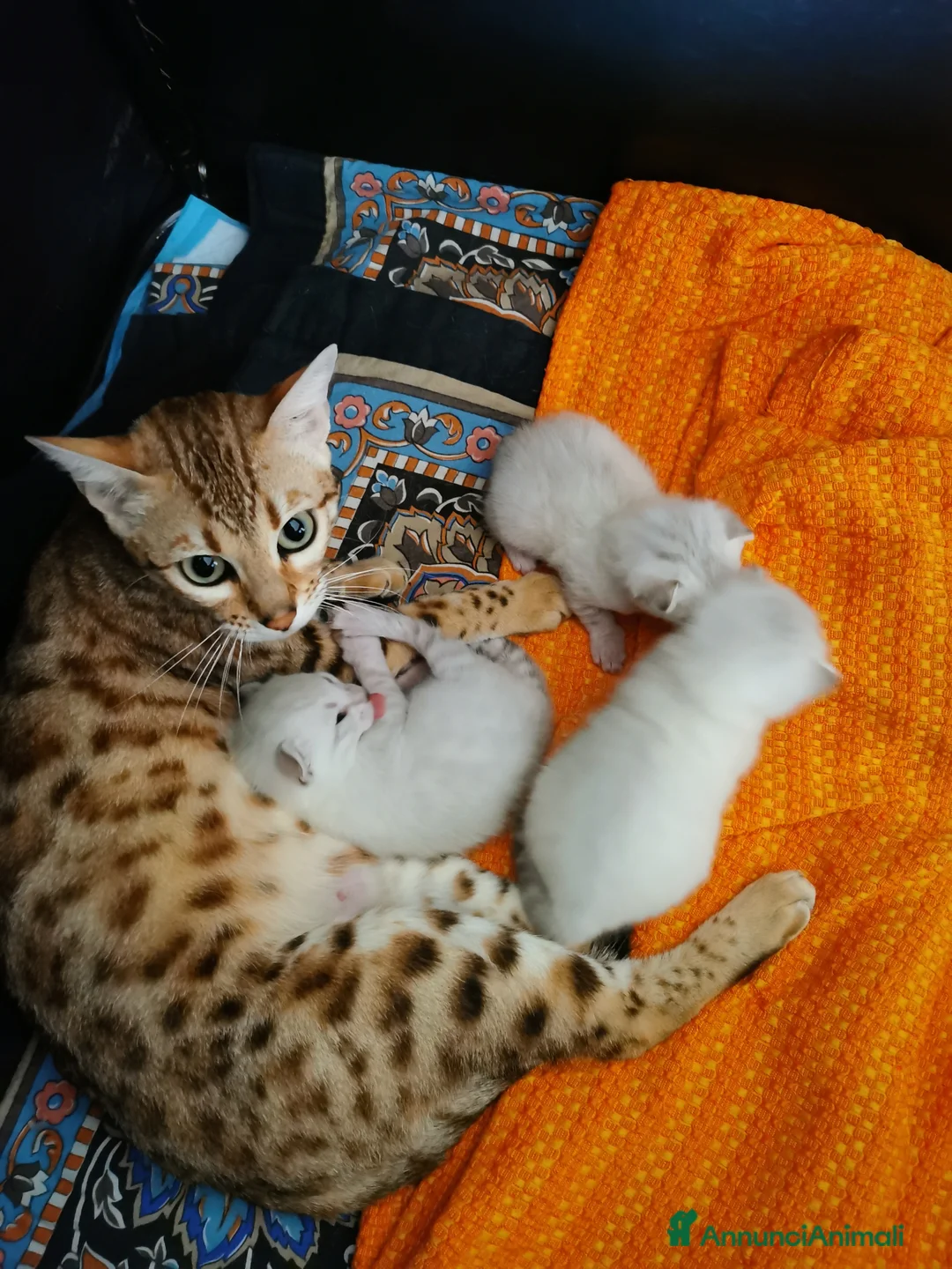 Bengala gatti in vendita: Meravigliosi Gattini bengal snow lynx  - Annuncio 2