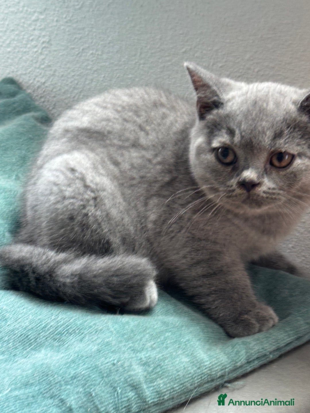 British gatti in vendita: Cuccioli di vero British Shorthair  a Città Metropolitana di Bologna - Annuncio 6