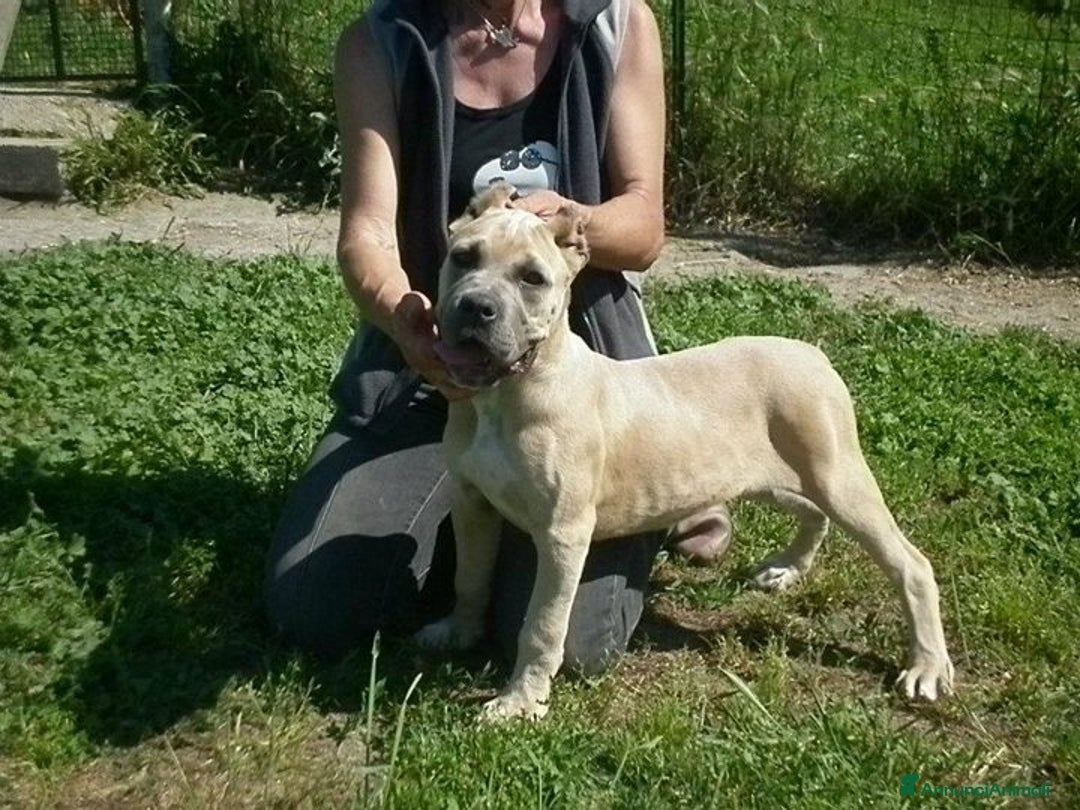 Immagine della galleria {{count}}