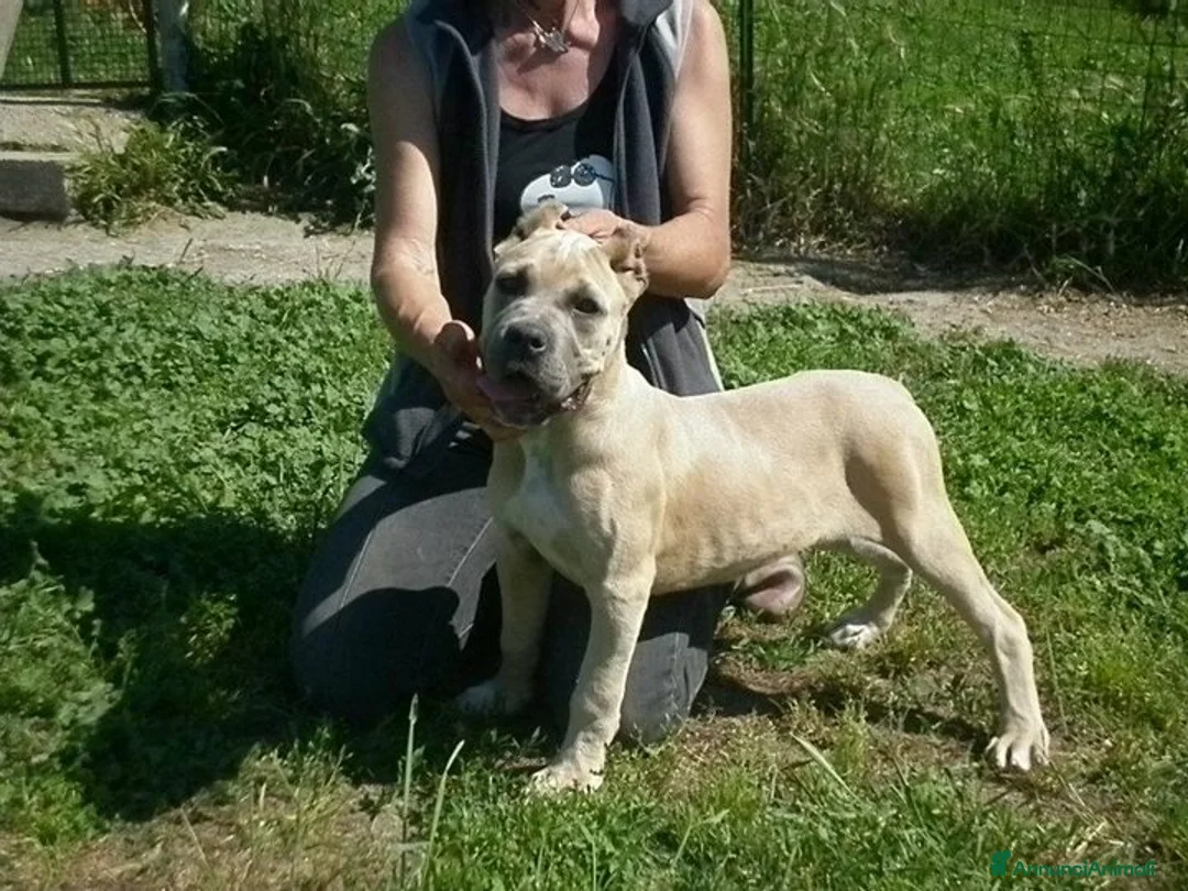 Immagine della galleria {{count}}