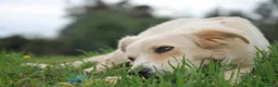 Meticcio cani in regalo: 🍃Iris la piccola esploratrice dal cuore libero - Annuncio 4
