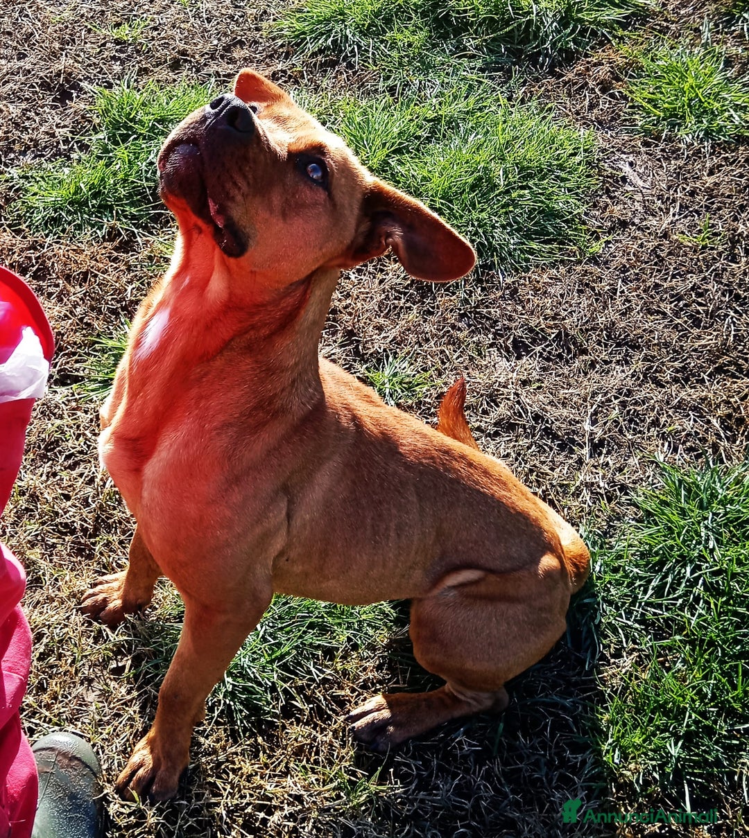 Altre razze cani in regalo: LAYLa, occhi profondi e tristi a Provincia di Latina - Annuncio 12