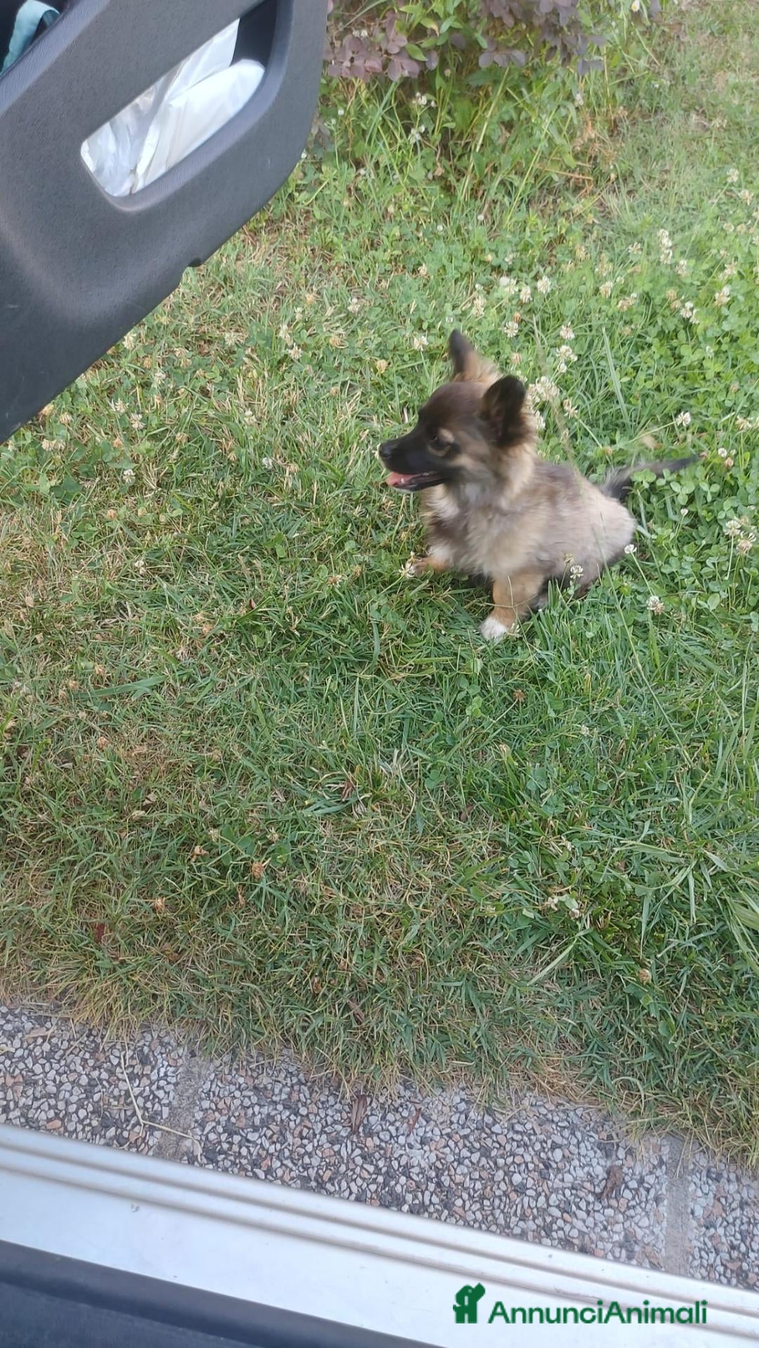 Meticcio cani Milo  - Annuncio 41
