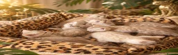 Bengala gatti in vendita: Cuccioli bengala Mink  - Annuncio 4