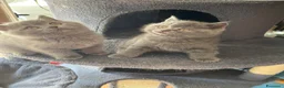 Scottish gatti in vendita: Dolce cucciola Scottish straigth - Annuncio 4