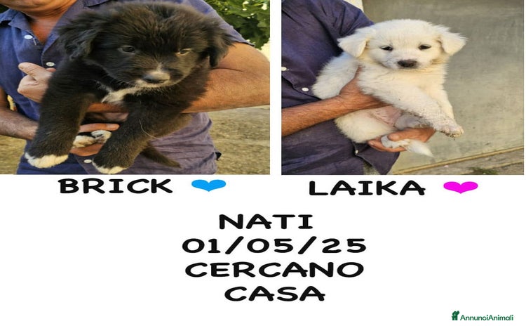 Meticcio cani a Provincia di Bergamo - Annuncio 8