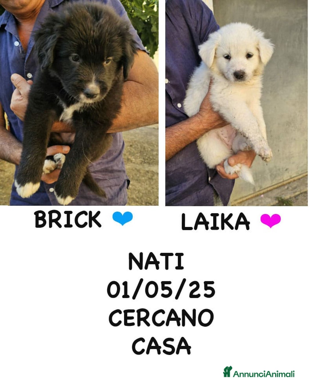 Meticcio cani in regalo: Laika & Brika, 65 giorni a Provincia di Bergamo - Immagine 1
