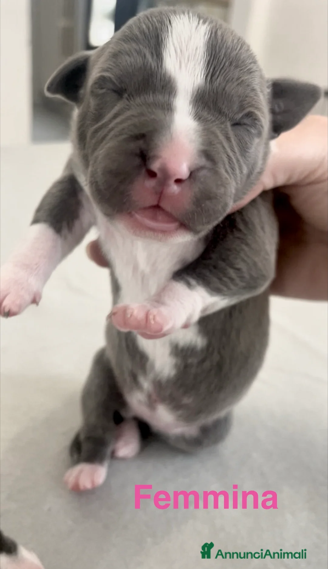 American Staffordshire cani in vendita: Amstaff Blue Nose/Blue Fawn - Annuncio 2