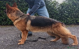 Pastore Tedesco cani in vendita: Femmina di Pastore Tedesco a Città metropolitana di Roma Capitale - Immagine 3