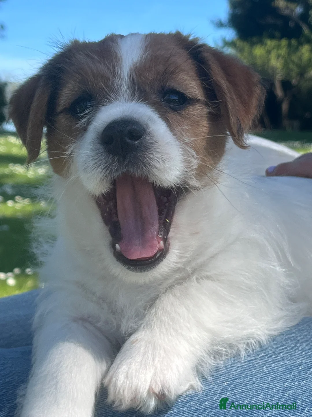 Jack Russell cani in vendita: Jack Russell maschio pelo ruvido cucciolo - Annuncio 2