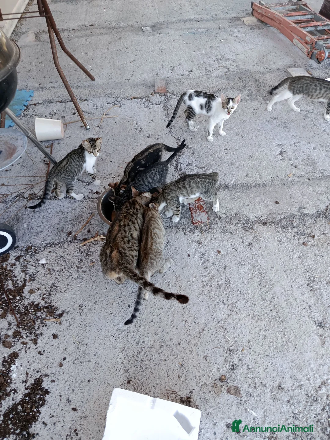 Meticcio gatti in regalo: Hanno bisogno di una sistemazione urgente  - Annuncio 3