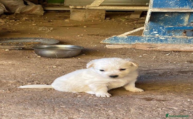 Meticcio cani - Annuncio 6