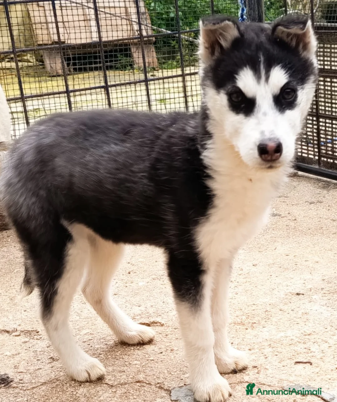 Husky cani in vendita: Husky siberian  - Annuncio 1