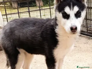 Husky cani Husky siberian - Annuncio 1