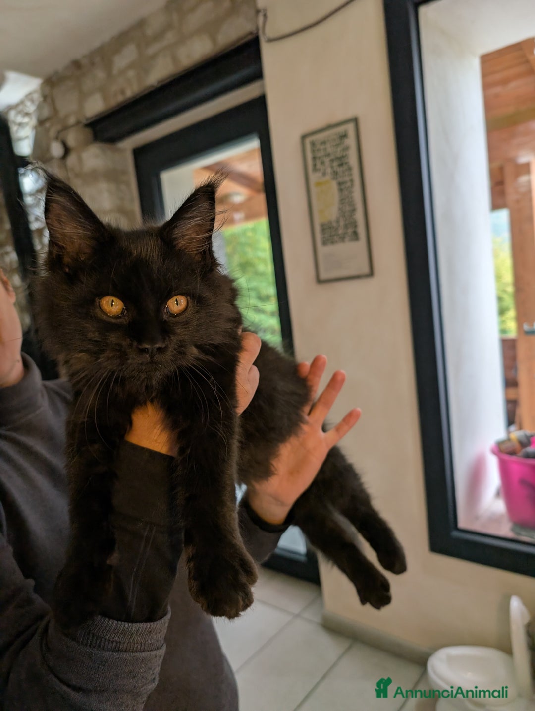 Maine Coon gatti in vendita: Cucciole di Maine Coon blue smoke e nera - Annuncio 8