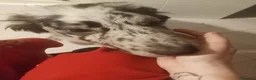 Meticcio cani in vendita: Pepe cucciolo F1 Australian Sheperd+Border Collie - Annuncio 1