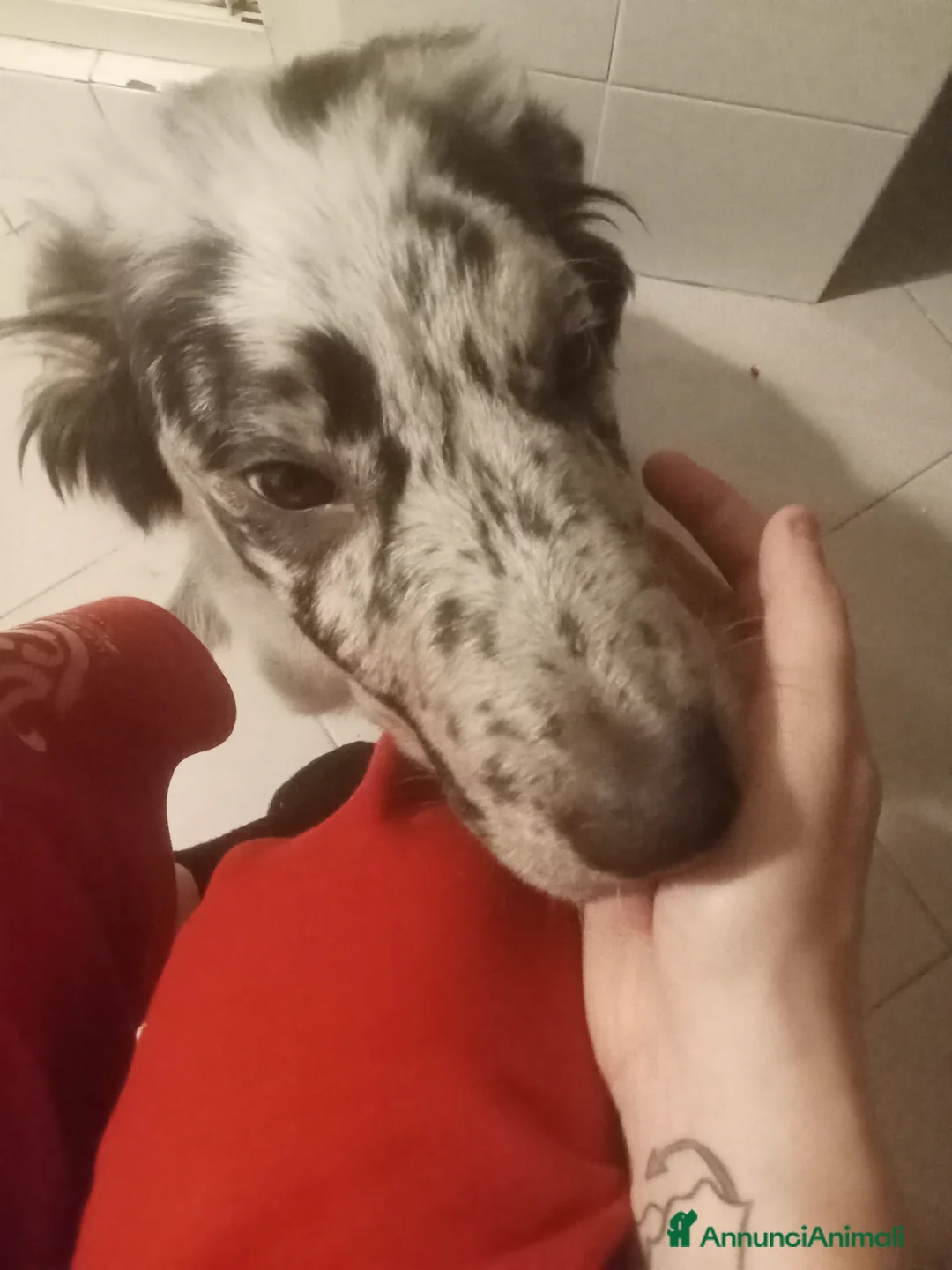 Meticcio cani in vendita: Pepe cucciolo F1 Australian Sheperd+Border Collie - Annuncio 1