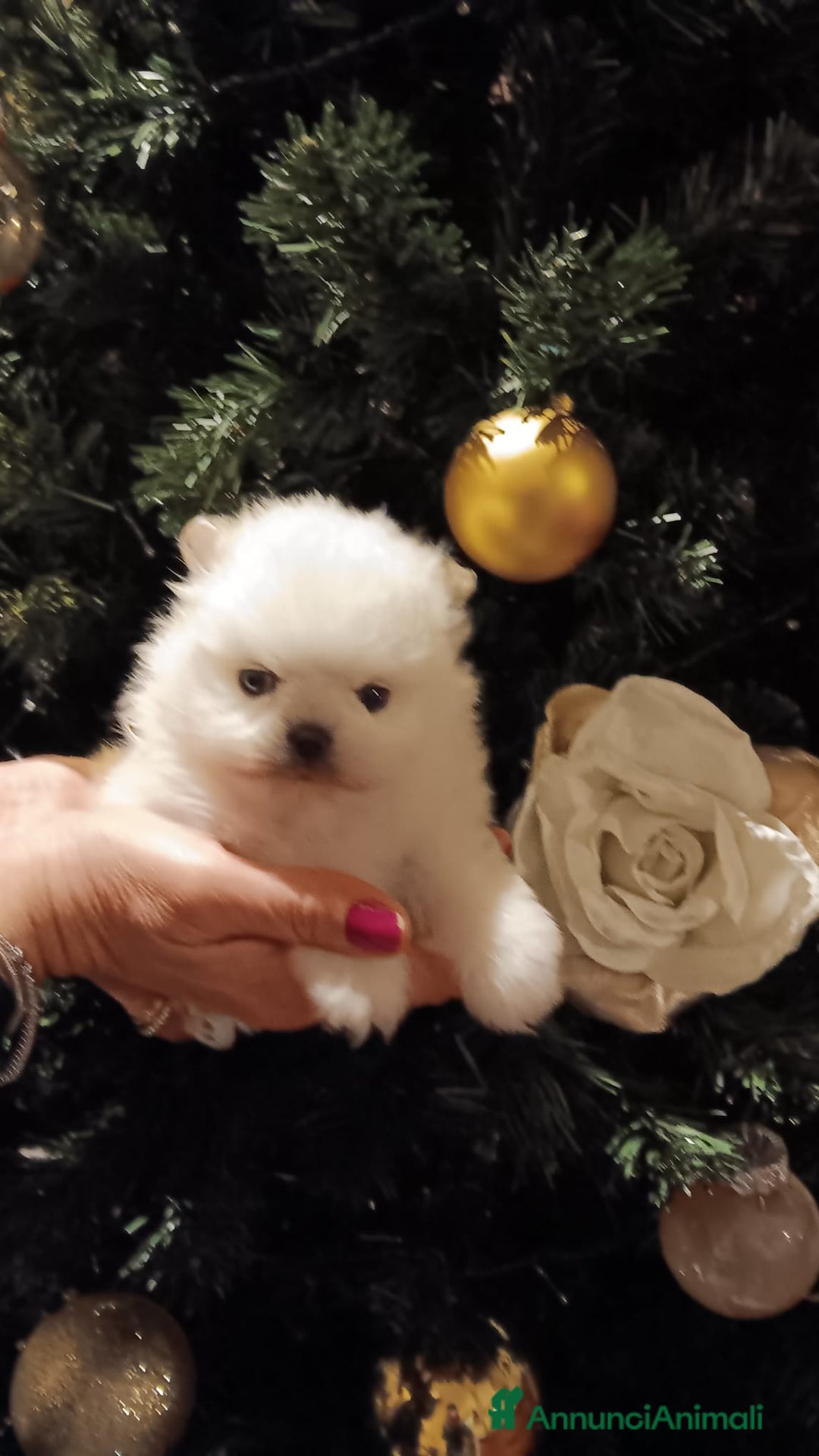 Volpino Pomerania cani in vendita: Volpino di Pomerania con pedigree ENCI  a Provincia di Treviso - Annuncio 2