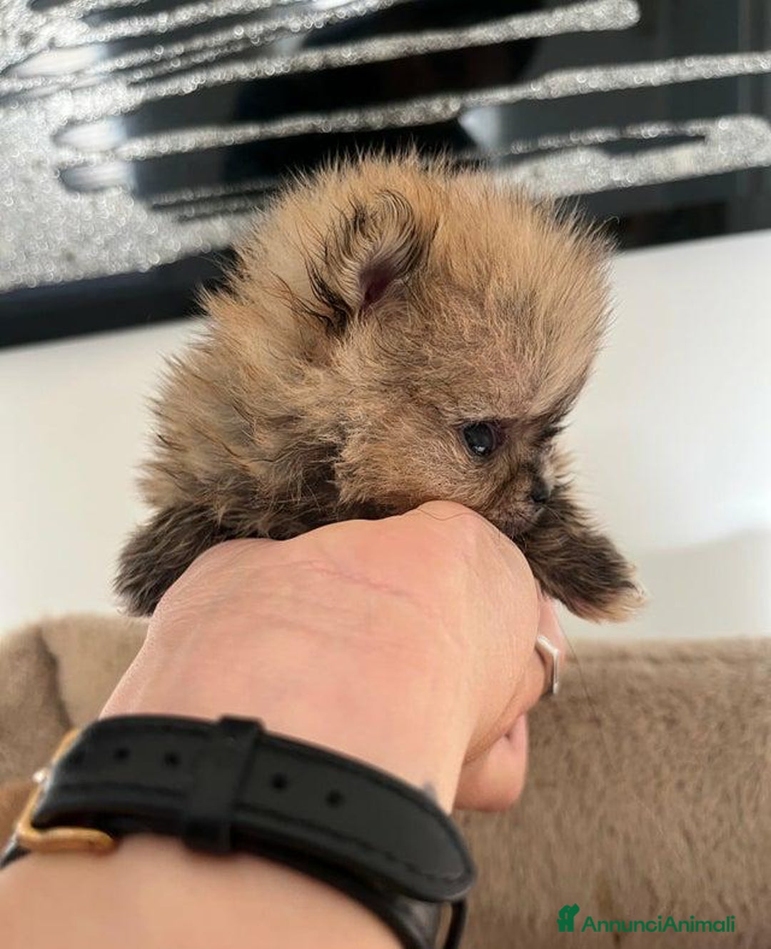 Volpino Pomerania cani in vendita: Cuccioli di Pomerania!  - Annuncio 8