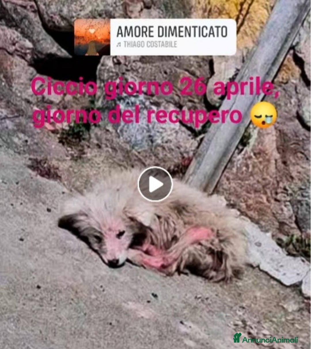 Meticcio cani in regalo: Salvato pelle ed ossa mesi fa PRESTO IN CANILE!SUD - Annuncio 3