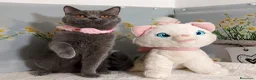 Scottish gatti in vendita: Scottish Straight MILLY - Annuncio 4