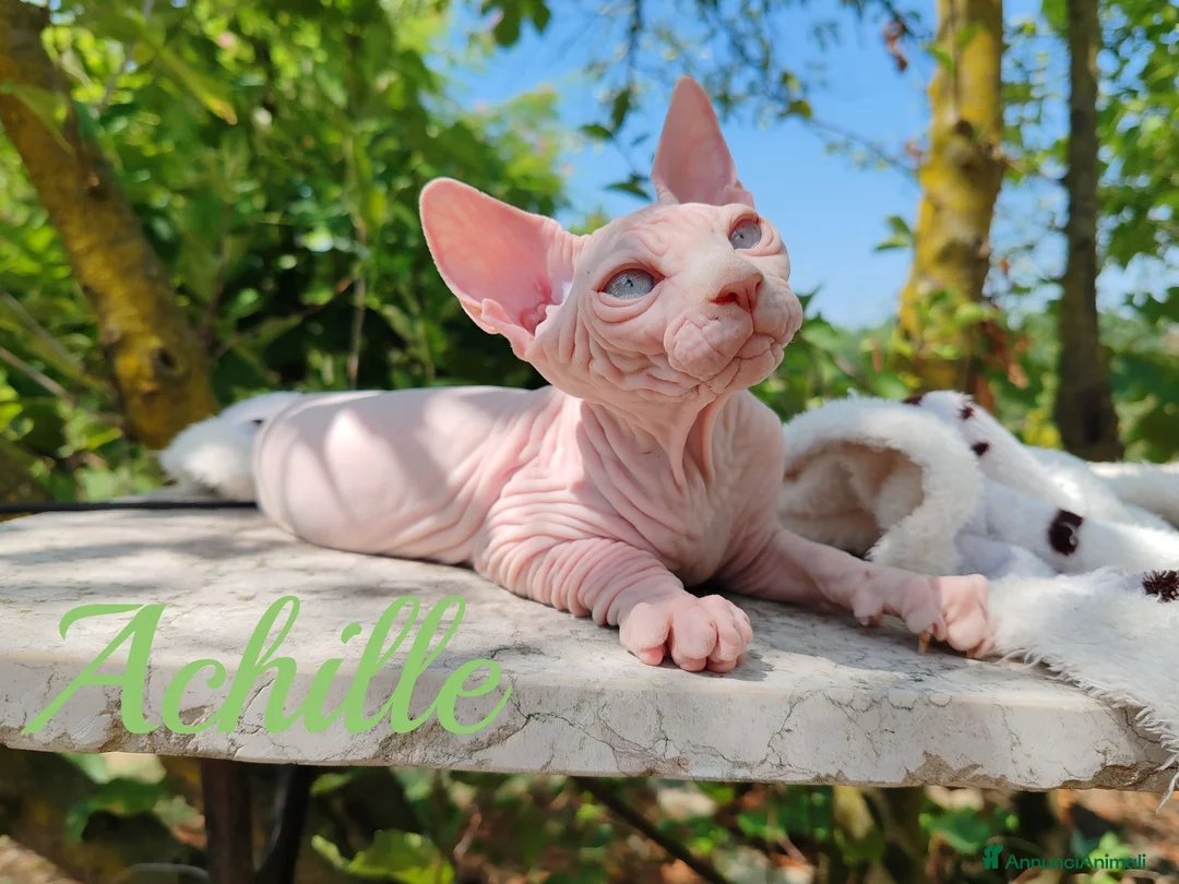 Sphynx gatti in vendita: Disponibili splendidi cuccioli di Sphynx ✨ - Annuncio 37